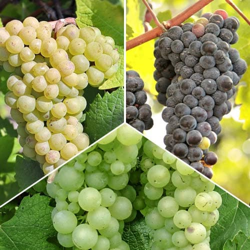 Супер оферта! Комплект Toп лози, 3 сорта изображение 1 артикул 5574