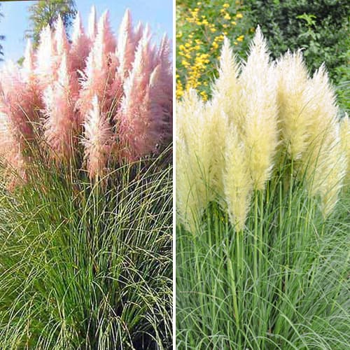 Супер оферта! Пампаска трева, комплект от 2 сорта изображение 1 артикул 5448