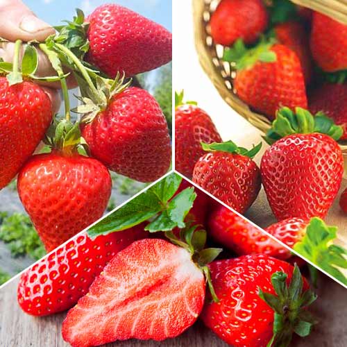 Супер оферта! Супер ремонтантен комплект от 3 сорта изображение 1 артикул 5416