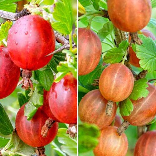 Супер оферта! Цариградско грозде без бодли, 2 сорта изображение 1 артикул 8042