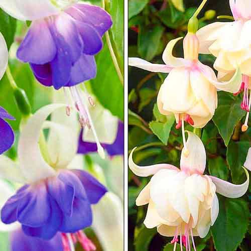 Супер предложение! Фуксия, комплект от 2 разновидности артикул фото 1 Супер предложение! Фуксия, комплект от 2 разновидности изображение 1 артикул 76708