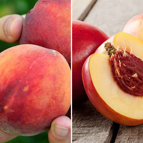 Супер предложение! Комплект Богата реколта, 2 разсада изображение 1 артикул 4877