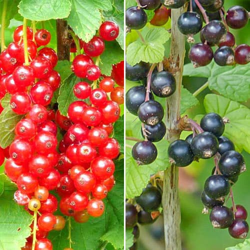 Супер предложение! Комплект Къпина Sweet Duo, 2 разсада изображение 1 артикул 4917