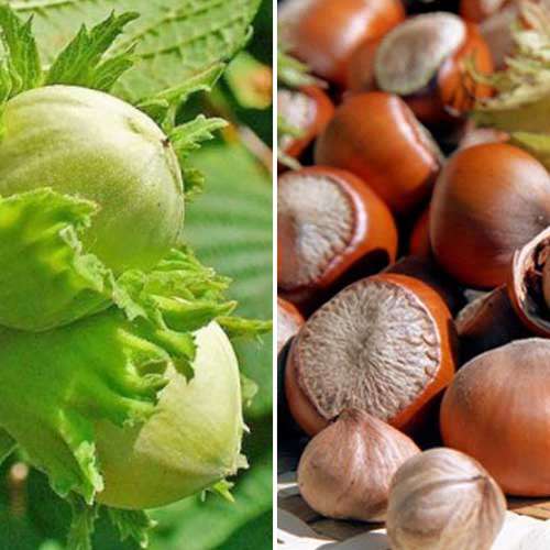 Супер предложение! Комплект лешници Duo 2 разсада изображение 1 артикул 4948