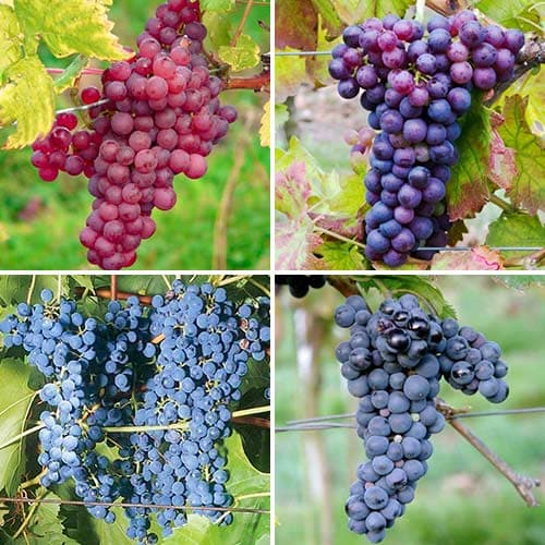 Супер оферта! Комплект лози Excellence, 4 сорта изображение 1 артикул 4905