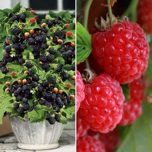 Супер предложение! Комплект Малина и къпина, 2 разсада изображение 1 артикул 4918