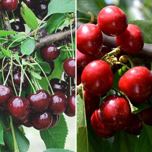 Супер оферта! Комплект Плодовито лято, 2 разсада артикул фото 1 Супер оферта! Комплект Плодовито лято, 2 разсада изображение 1 артикул 4874