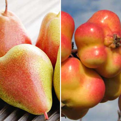 Супер предложение! Комплект Вкусни плодове, 2 разсада изображение 1 артикул 4875