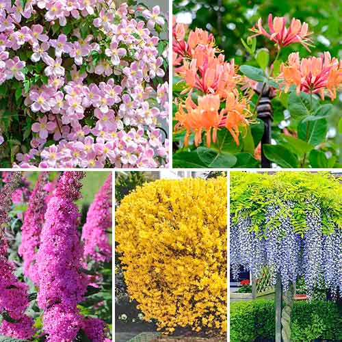 Супер предложения! Комплект Цъфтящ жив плет от 5 корена изображение 1 артикул 4815