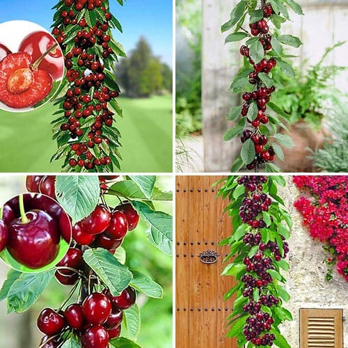 Супер предложения! Комплект от колоновидни череши Royal, 4 дървета изображение 1 артикул 1981