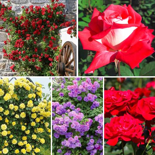 Супер предложение! Комплект от катерещи се рози Top Garden, комплект от 5 разсада артикул фото 1 Супер предложение! Комплект от катерещи се рози Top Garden, комплект от 5 разсада изображение 1 артикул 5210
