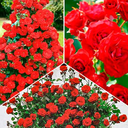 Супер предложение! Комплект от рози Magic of Fire, комплект от 3 разсада изображение 1 артикул 5211