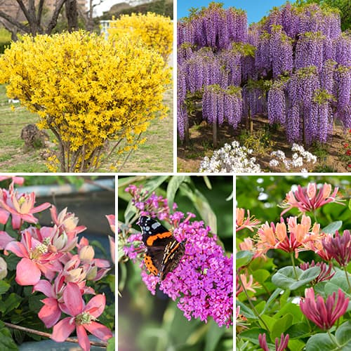 Супер оферта! Комплект Цъфтящ жив плет, 5 сорта изображение 1 артикул 2034