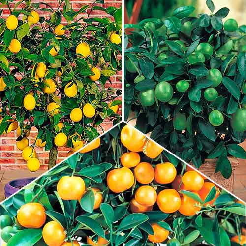 Супер оферта! Екзотичен микс от 3 сорта изображение 1 артикул 76660