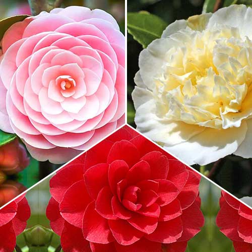 Суперпредложение! Коллекция камелии из 3 сортов артикул фото 1 Суперпредложение! Коллекция камелии из 3 сортов изображение 1 артикул 76659