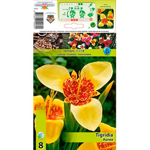 Тигридия Aurea изображение 1 артикул 70450