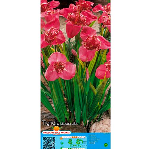 Тигридия Lilac изображение 1 артикул 76502