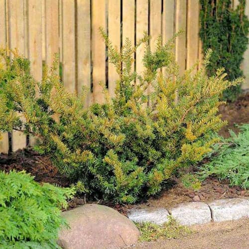 Тис Farmen артикул фото 1 Тис Farmen изображение 1 артикул 9690