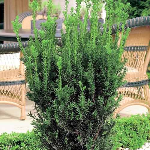 Тис Hillii изображение 1 артикул 9691