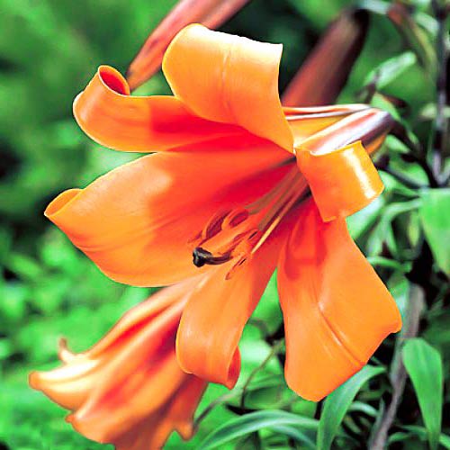 Тръбна лилия African Queen изображение 1 артикул 70422