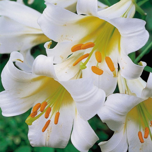 Тръбна лилия Regale Album изображение 1 артикул 70436