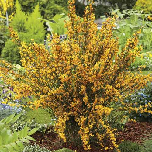 Cytisus Apricot Gem, С2 изображение 1 артикул 8212