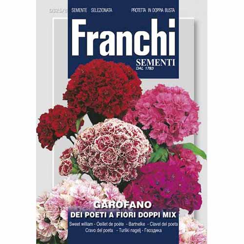 Турски пълен карамфил, смес от цветове изображение 1 артикул 87318