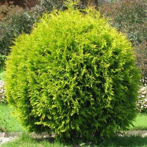 Туя западна Golden Globe изображение 1 артикул 4517