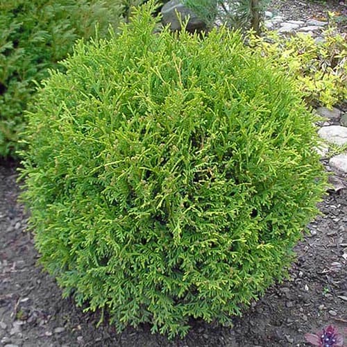 Туя западна Little Gem изображение 1 артикул 4683