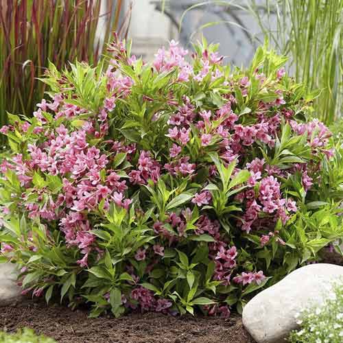 Вайгела Cappucino ® PBR, С3 изображение 1 артикул 8588