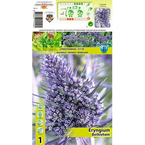 Ветрогон (Eryngium) Bethlehem изображение 1 артикул 70484