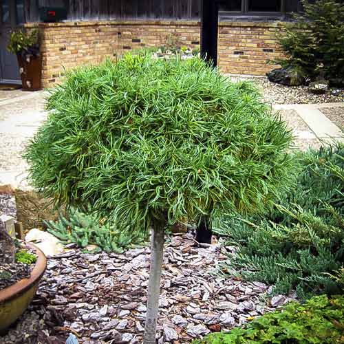 Веймутов Бор Green Twist, C4 изображение 1 артикул 8257