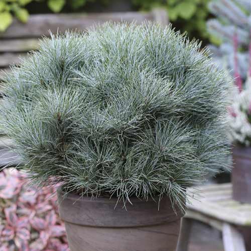 Веймутов Бор Sea Urchin, C4 изображение 1 артикул 8259