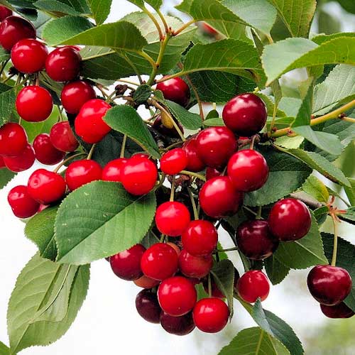 Вишна Florinas, С2 артикул фото 1 Вишна Florinas, С2 изображение 1 артикул 1627