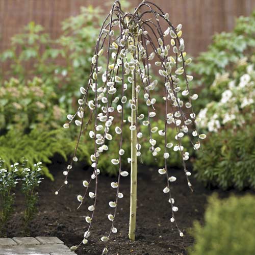 Върба Kilmarnock, С5 изображение 1 артикул 7712