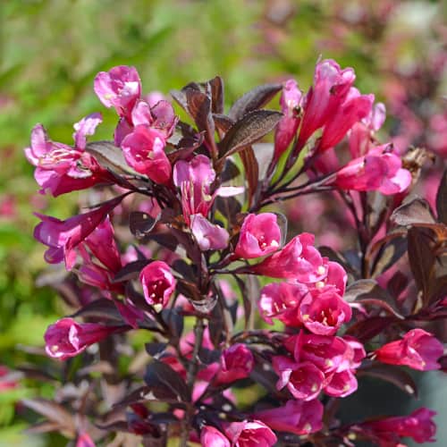 Weigela florida Wine and Roses Alexandra, С2 изображение 1 артикул 8271