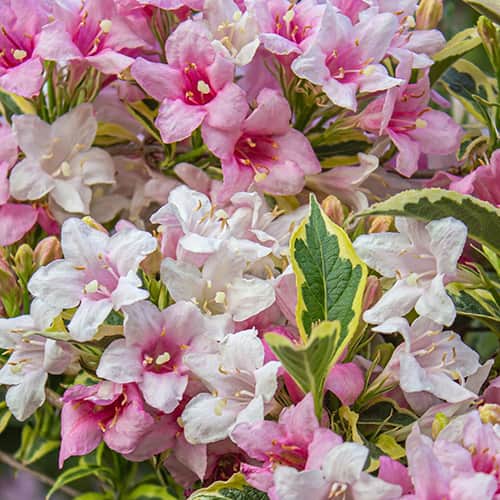 Weigela Magical® Rainbow, С2 артикул фото 1 Weigela Magical® Rainbow, С2 изображение 1 артикул 8272