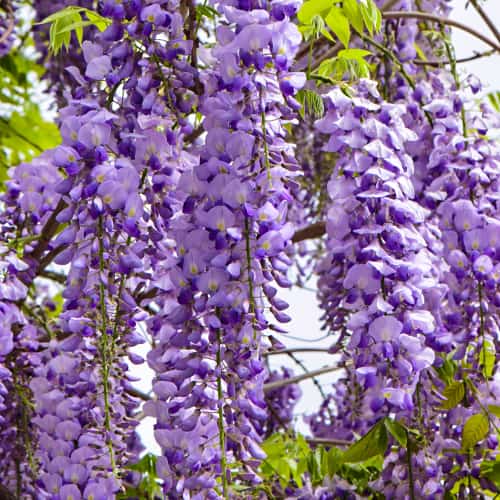 Wisteria floribunda Royal Purple, С2 изображение 1 артикул 8276