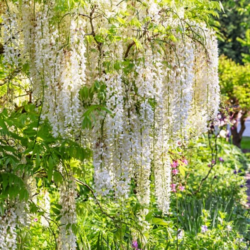 Wisteria floribunda Shiro-noda, С2 артикул фото 1 Wisteria floribunda Shiro-noda, С2 изображение 1 артикул 8277