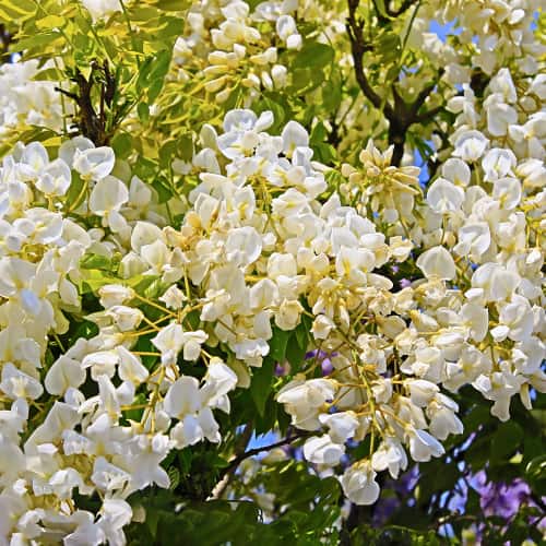 Wisteria macrostachya Clara Mack, С2 изображение 1 артикул 8280