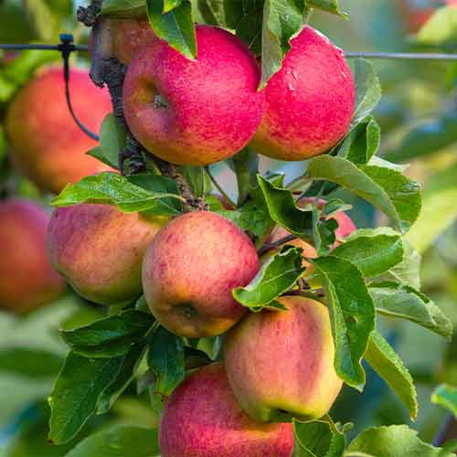 Ябълка (columnar) Fuji артикул фото 1 Ябълка (columnar) Fuji изображение 1 артикул 2003