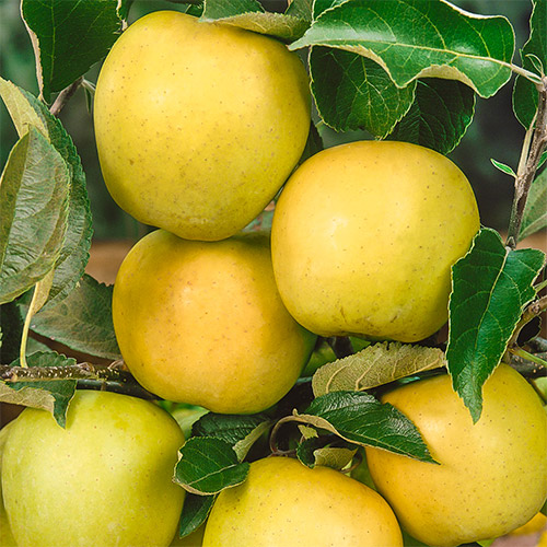 Ябълка Golden Reinders, C2 изображение 1 артикул 1634