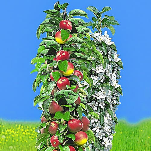 Ябълка колона Ранна, С2 изображение 1 артикул 1932