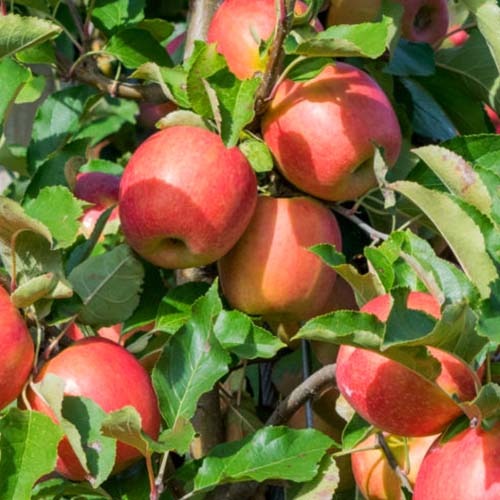 Ябълка Tramin изображение 1 артикул 4854