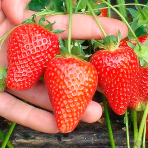 Ягода Asia изображение 1 артикул 5394