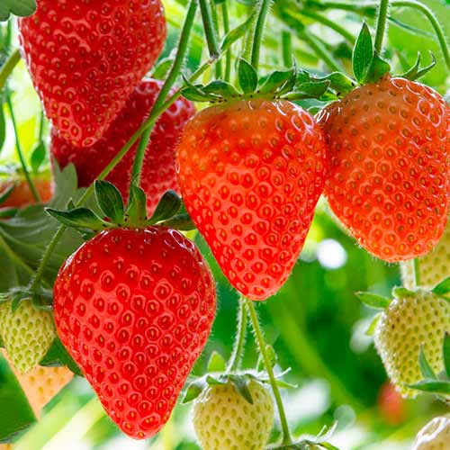 Ягода Elegance изображение 1 артикул 5193