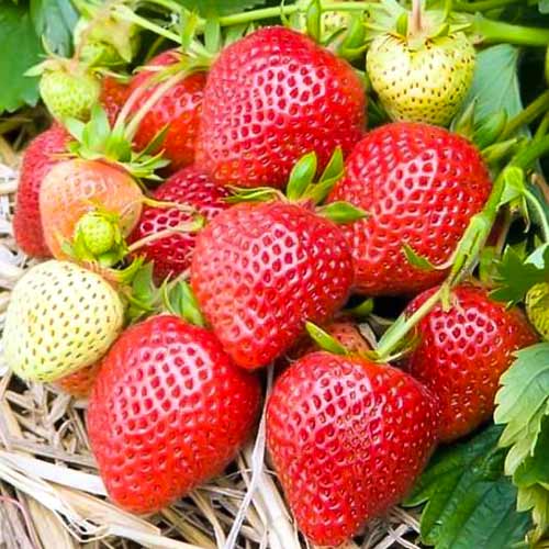 Ягода Elianny изображение 1 артикул 5398