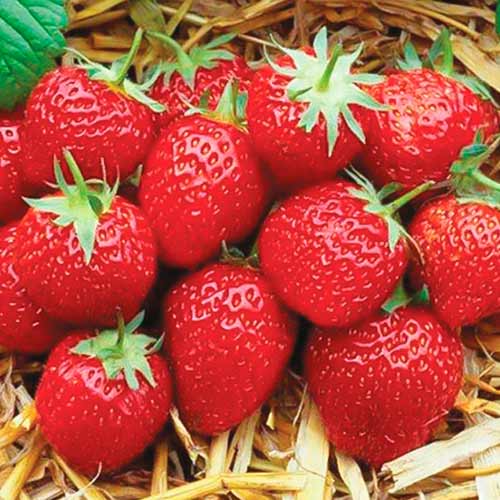 Ягода Elsanta изображение 1 артикул 5399