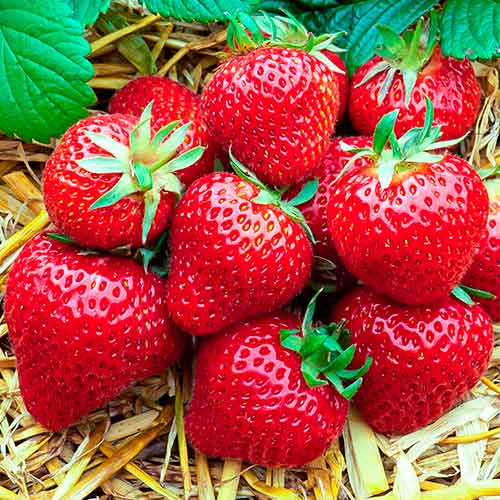 Ягода Florence артикул фото 1 Ягода Florence изображение 1 артикул 5400