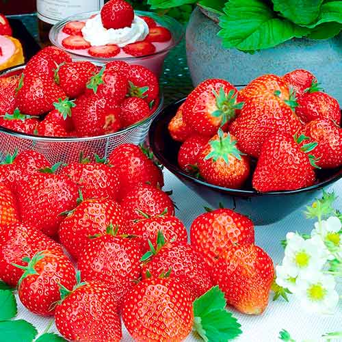 Ягода Francesca изображение 1 артикул 5196